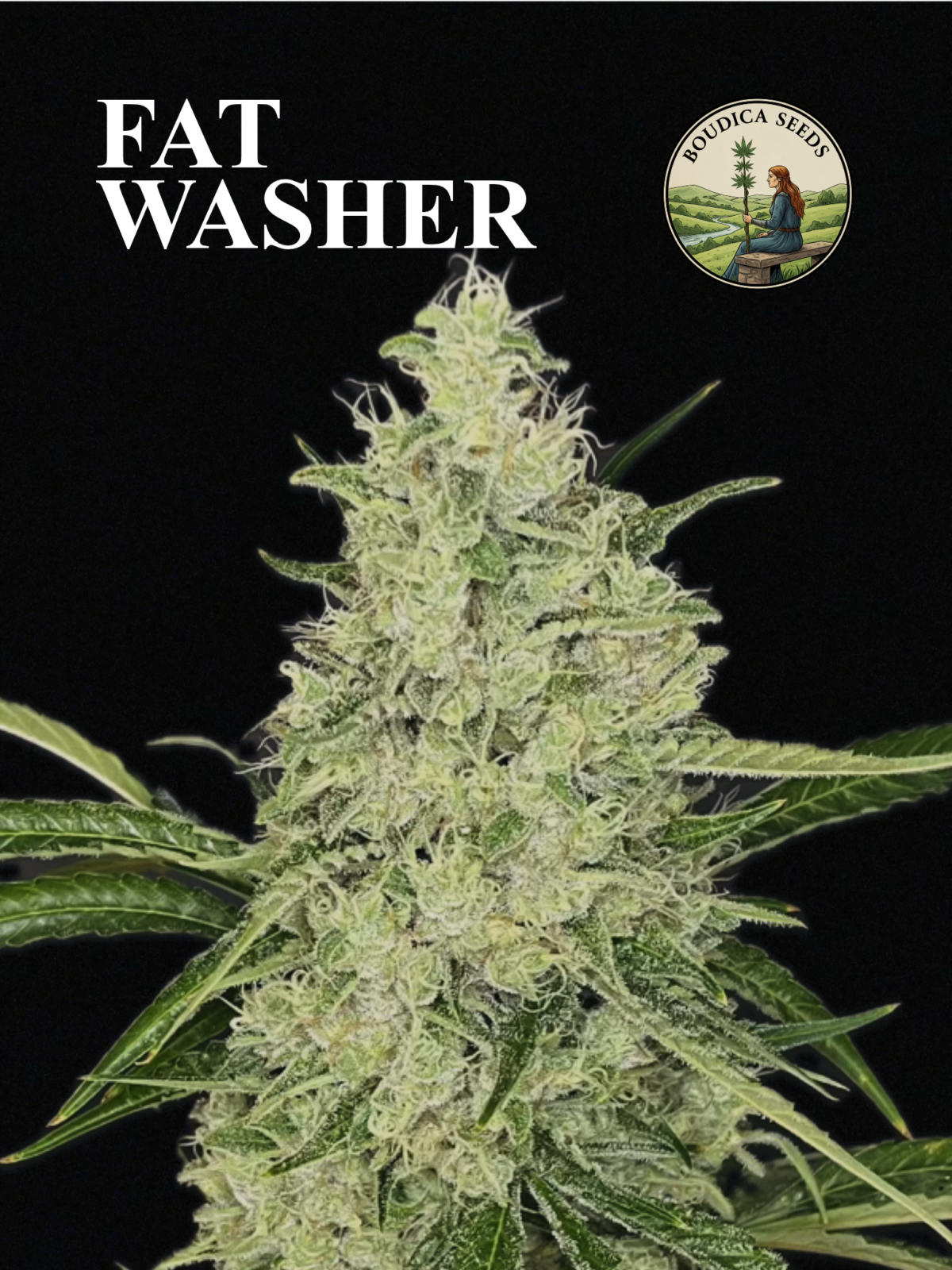Fat Washer