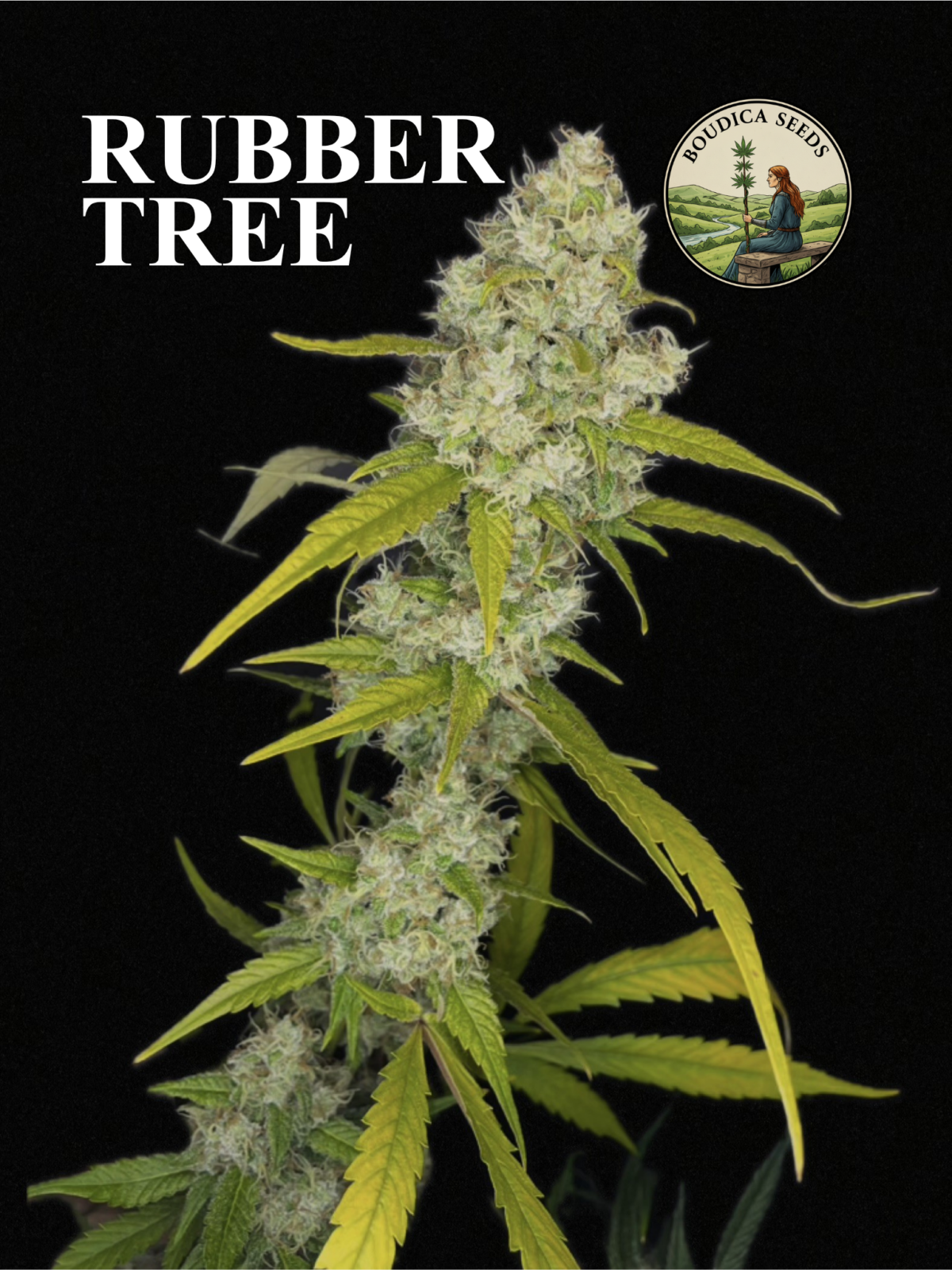 Rubber Tree